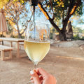 The Best White Wines for Beginners