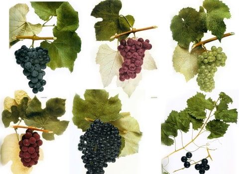 The American Wine Landscape: A Closer Look at Popular Varieties and Drinking Habits